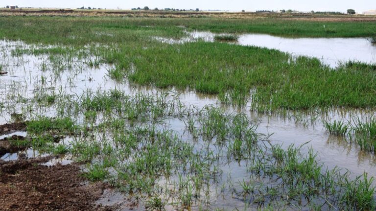 La guerre de l’eau menée par la Turquie vise l’agriculture au nord de la Syrie