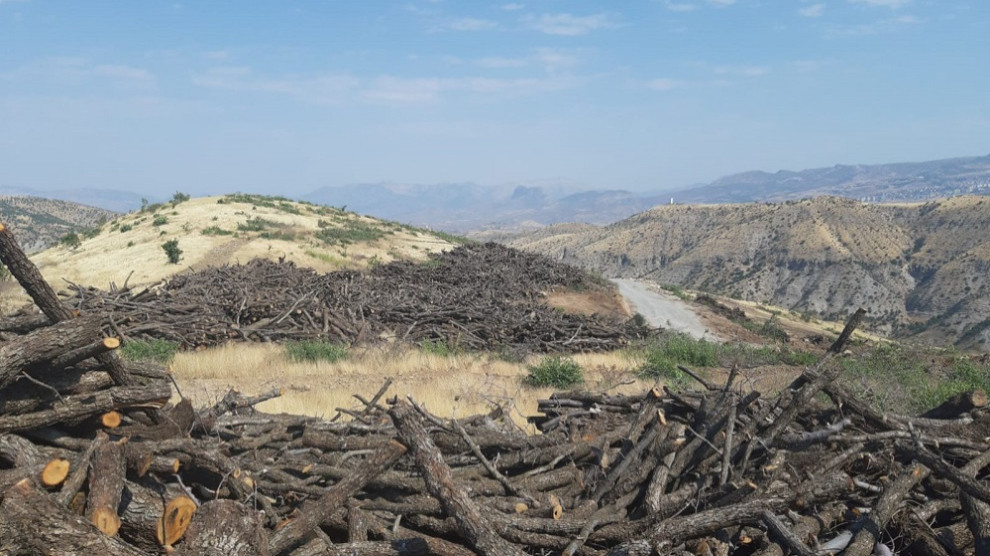 Turkish State is selling the trees it cuts in Şırnak Cudi Region